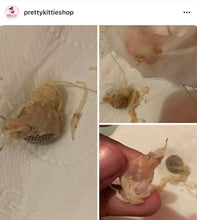 Load image into Gallery viewer, Yoni Detox Pearls